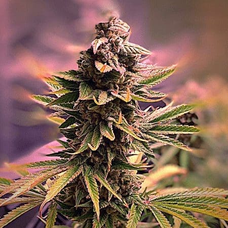 Purple Star Killer (fem) Prohibition Genetics