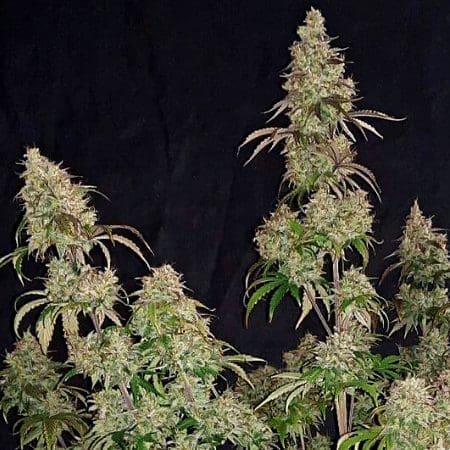 Purple Thai (fem) Prohibition Genetics