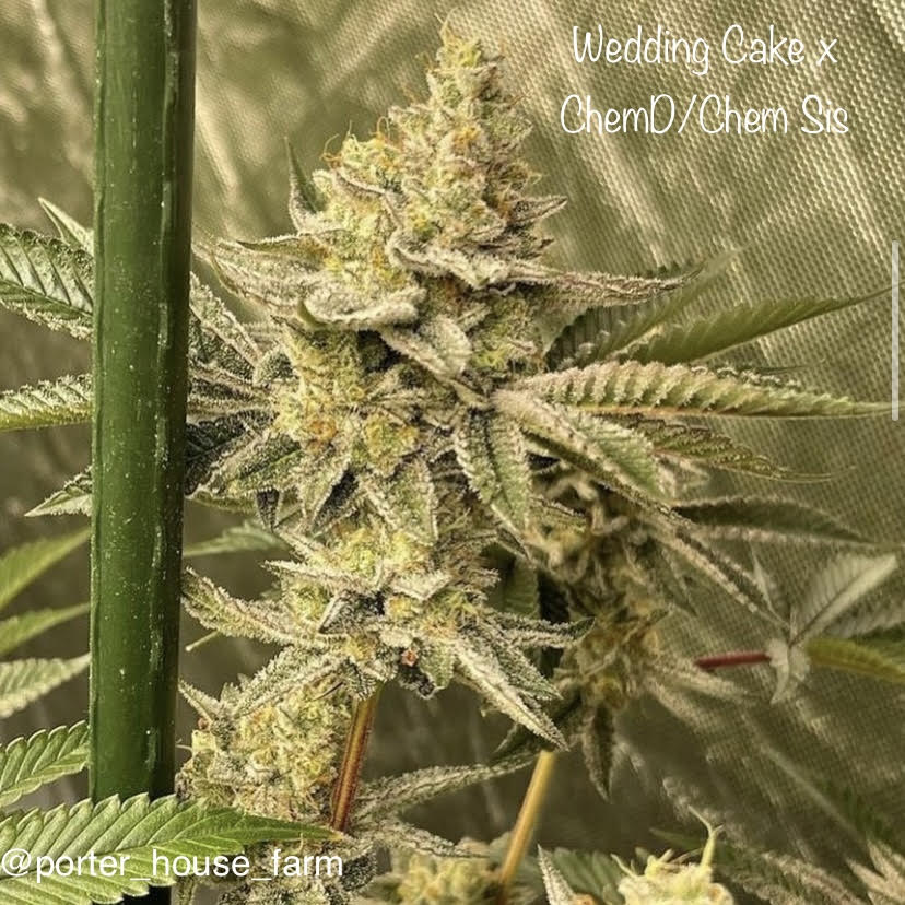 Wedding Cake x ChemD/ChemSis Fem 6 Ct
