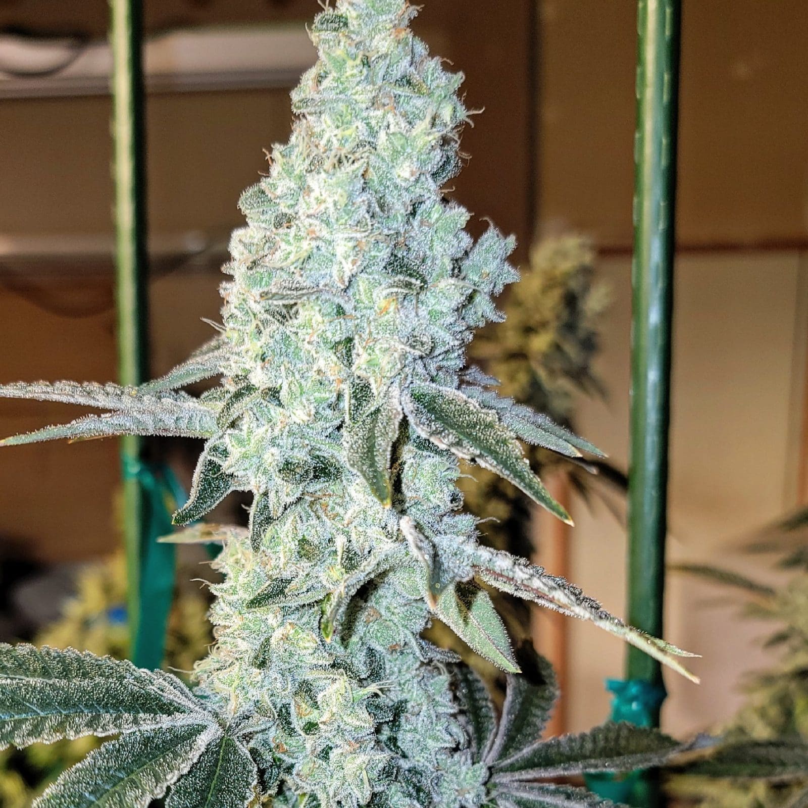 Ethos ZWEET OG R2 FEM