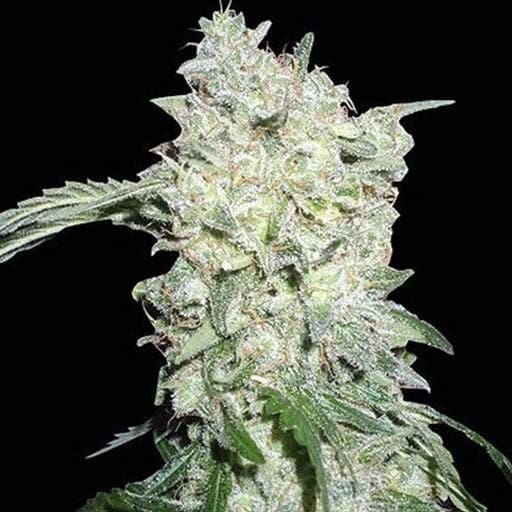 Afghan Kush  (fem) Prohibition Genetics