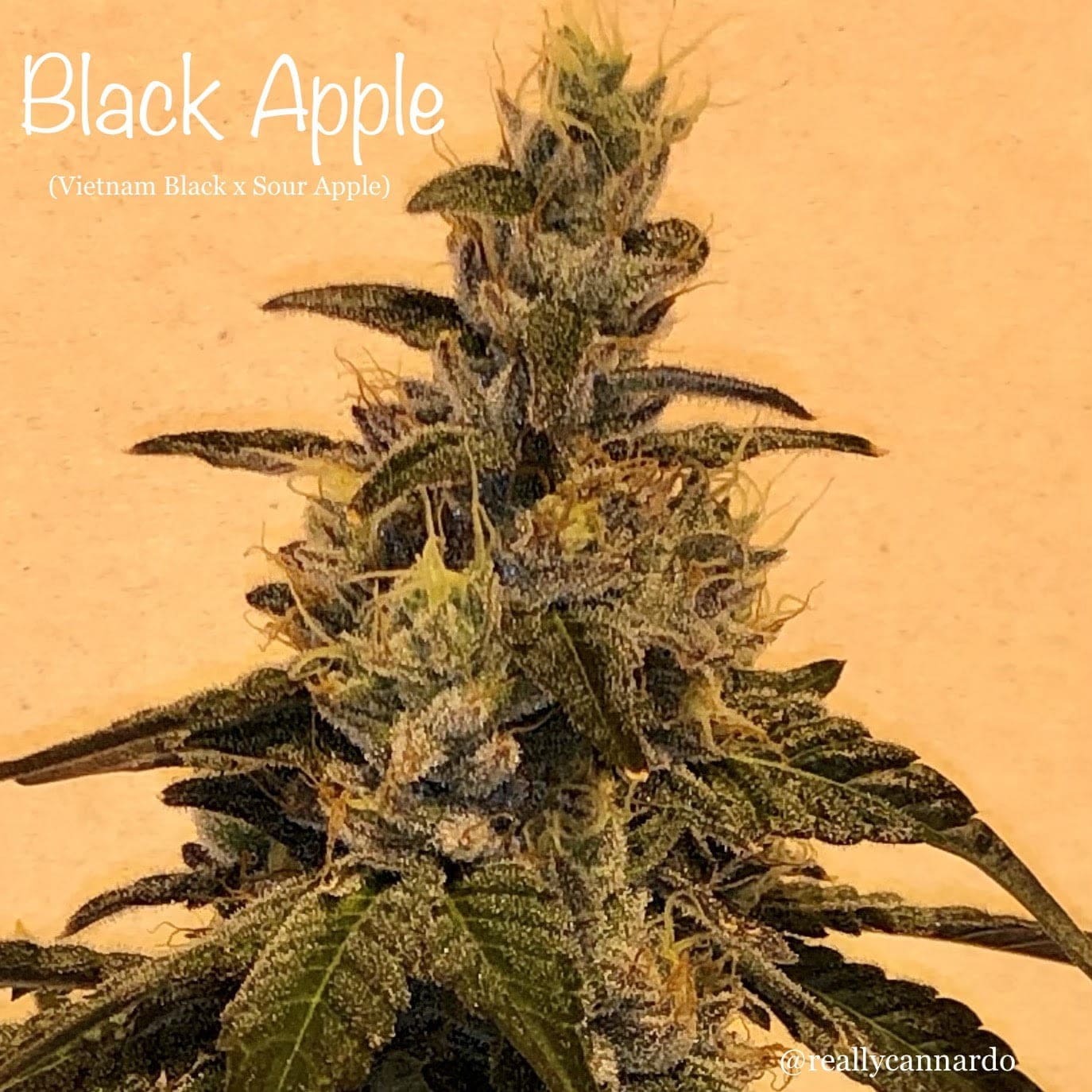 Black Apple – (Vietnam Black x Sour Apple) 6ct fems
