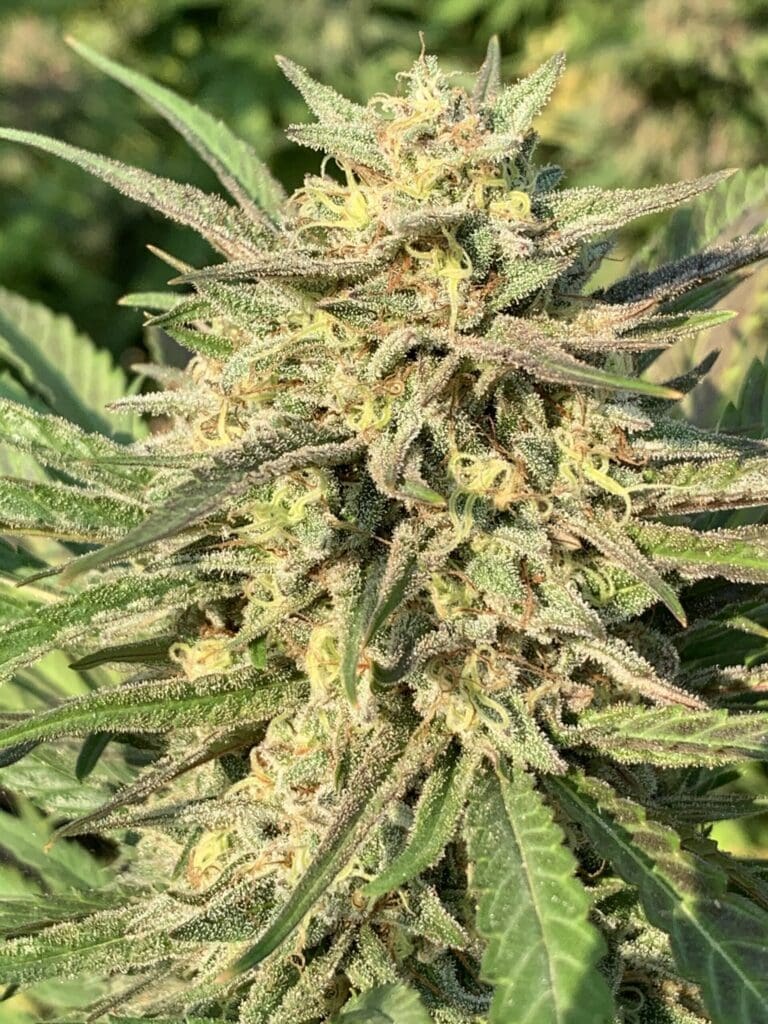 Blood Orange Kush x Slapz  25ct Regs - Image 3