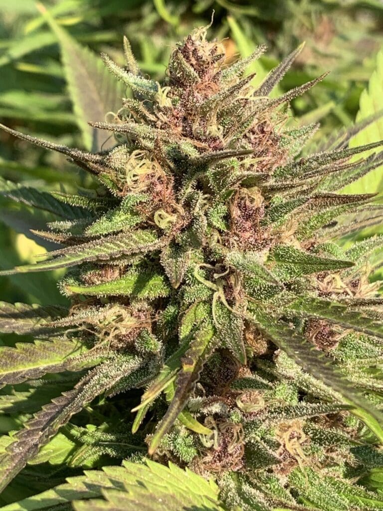 Blood Orange Kush x Slapz  25ct Regs - Image 4
