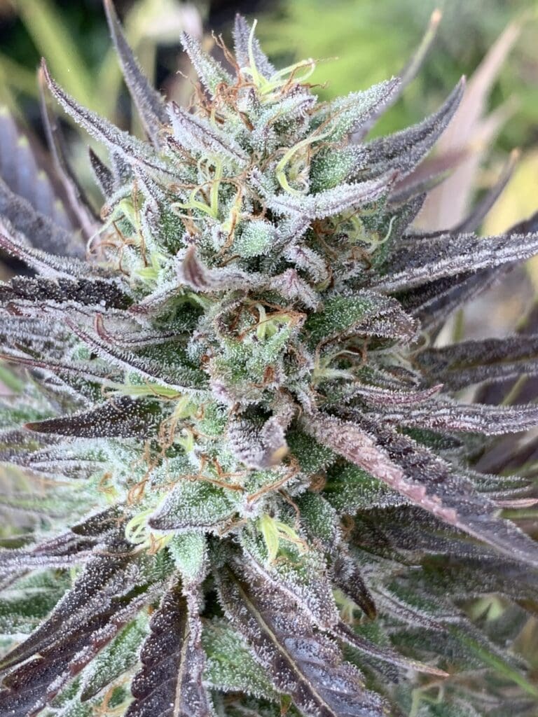 Blood Orange Kush x Slapz  25ct Regs - Image 5