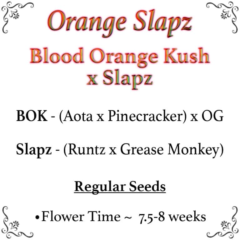 Blood Orange Kush x Slapz  25ct Regs - Image 2