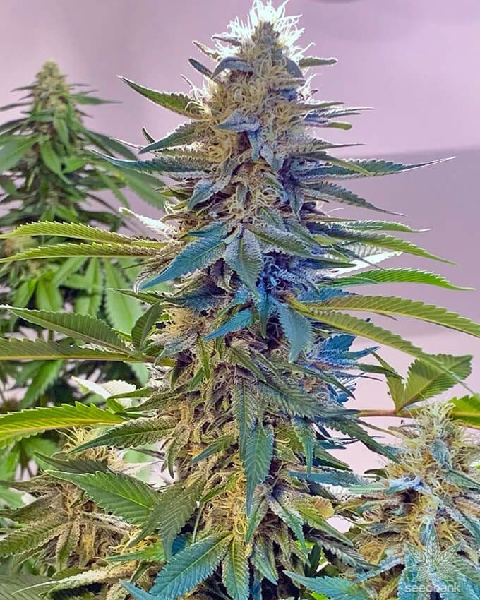 Blue Widow (fem) Prohibition Genetics