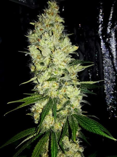 Triangle Kush (fem) Prohibition Genetics