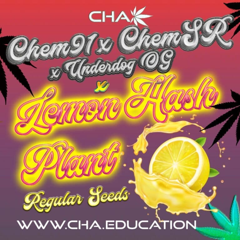 Chem91xChem Spec Res x Underdog OG x Lemon Hashplant (LE) 25 Reg