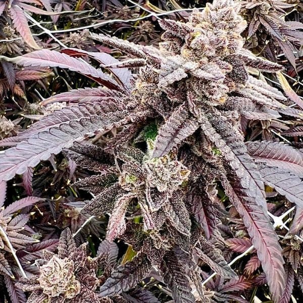 Cherry Bang Bang 6ct Fems