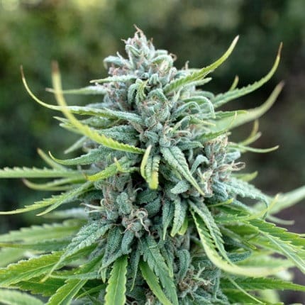 Durban Poison (fem) Prohibition Genetics