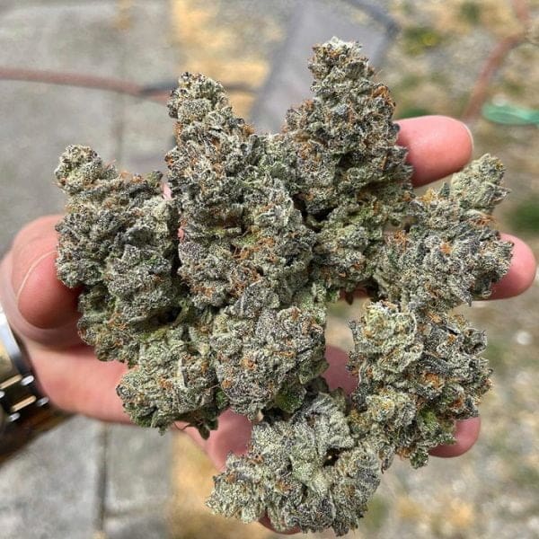 Gary Poppins 6ct Fems
