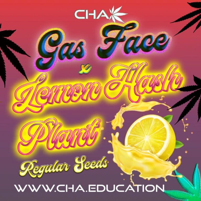 Gas Face x Lemon Hashplant 25ct Regs