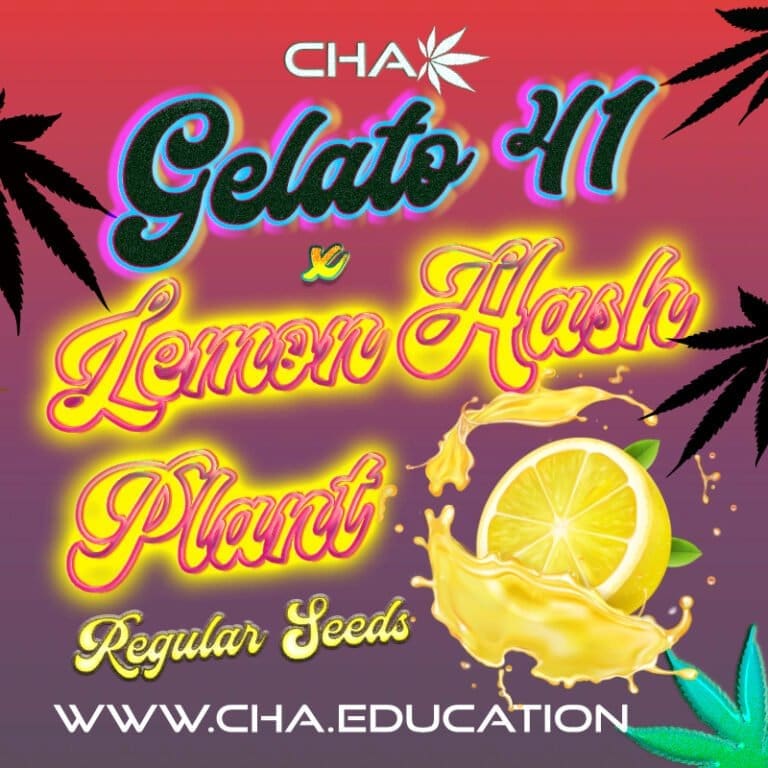 Gelato 41 x Lemon Hashplant (LHP) (LE) 25 CT Regs