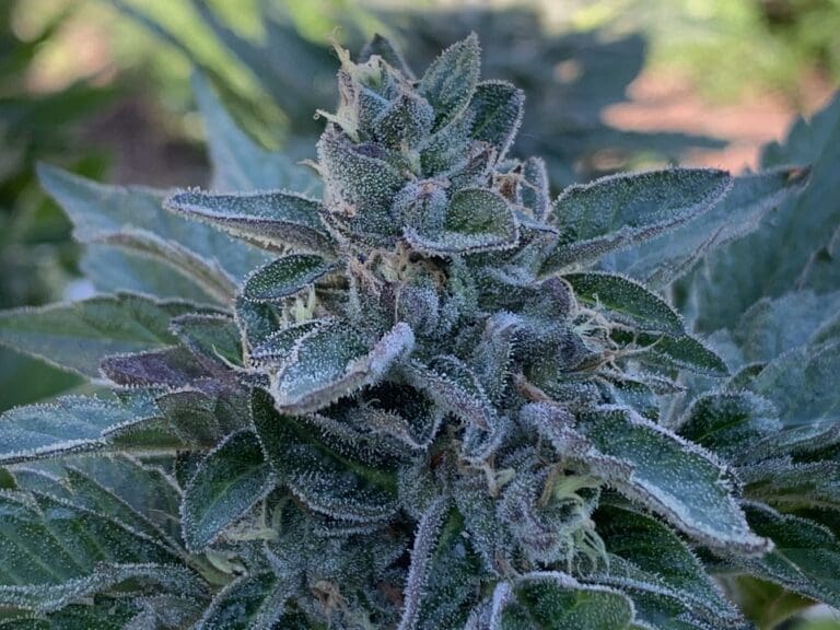 Gelato 41 x Slapz F2 25ct Regs