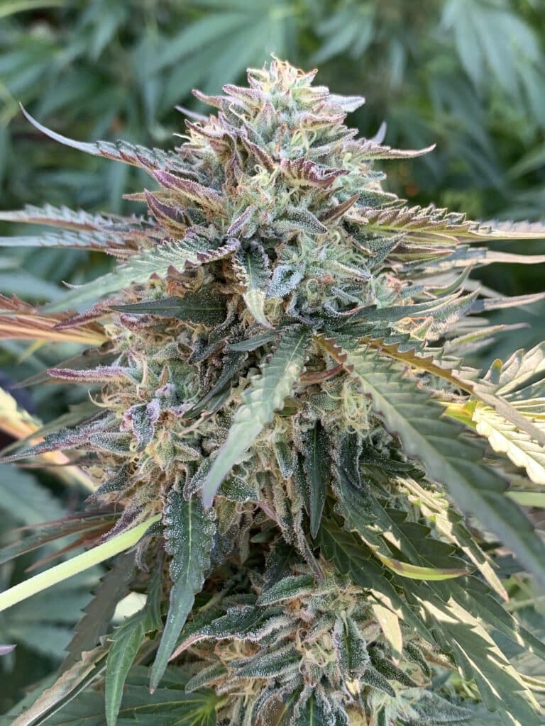 Gelato 41 x Slapz F2 25ct Regs - Image 3