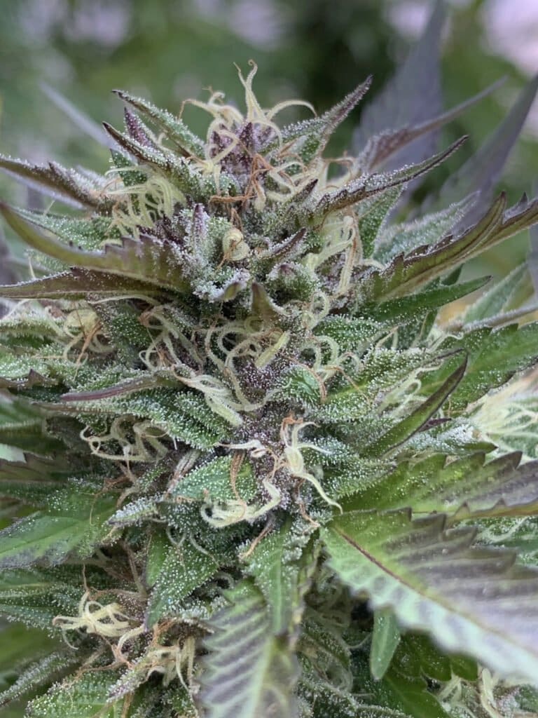 Gelato 41 x Slapz F2 25ct Regs - Image 5