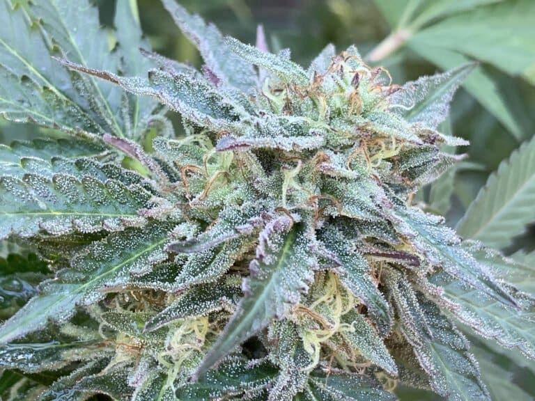 Gelato 41 x Slapz F2 25ct Regs - Image 4
