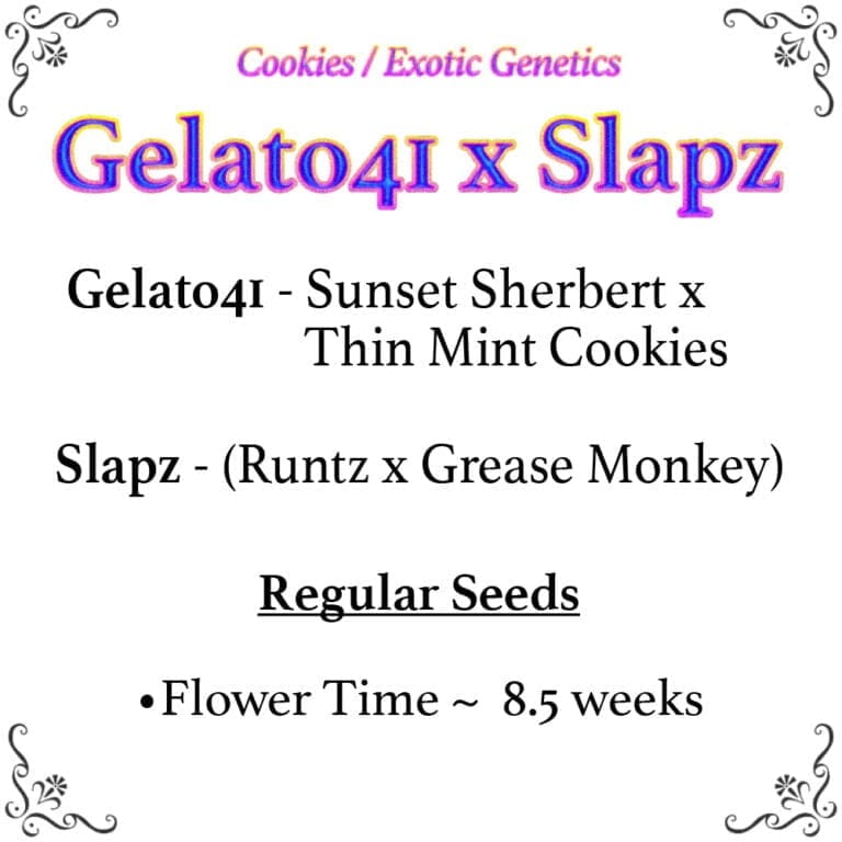 Gelato 41 x Slapz F2 25ct Regs - Image 2
