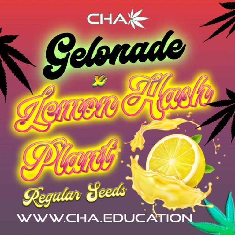Gelonade x Lemon Hashplant (LHP) 25 CT Regs
