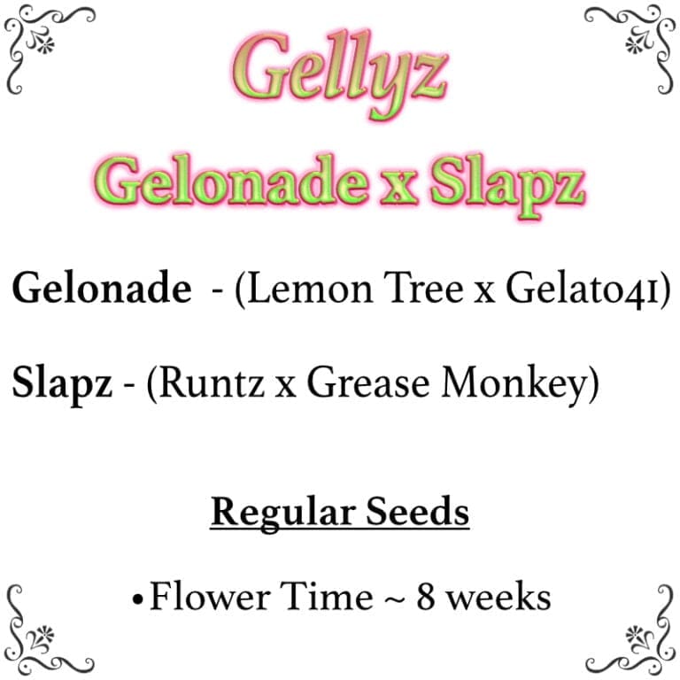 Gellyz – (Gelonade x Slapz) Seeds 25ct Regs