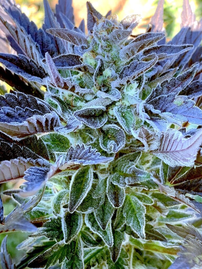 Gelonade X Tropaya 25ct Regs