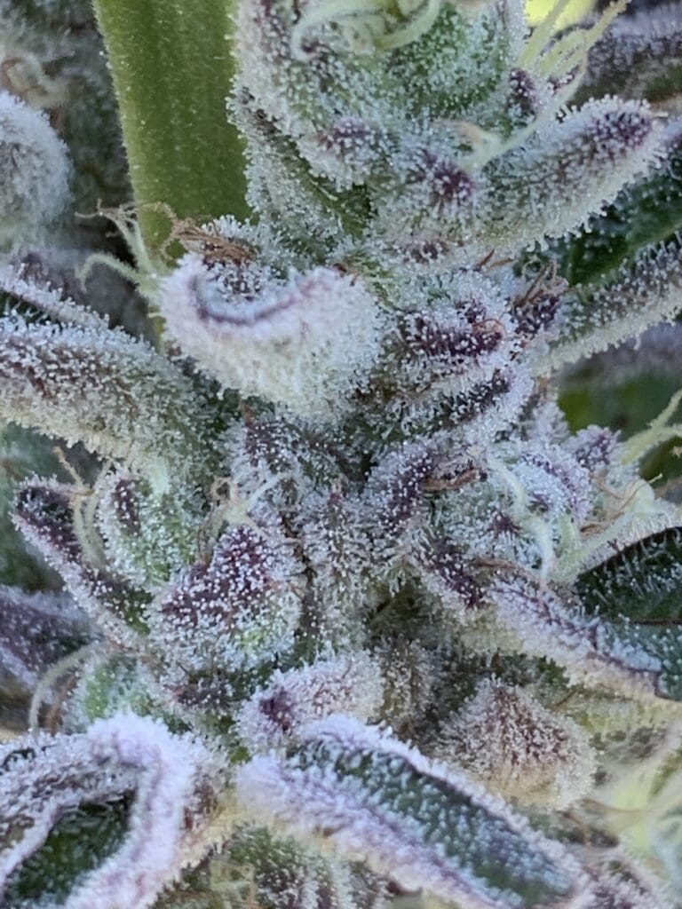 GMO x Slapz 25ct Regs