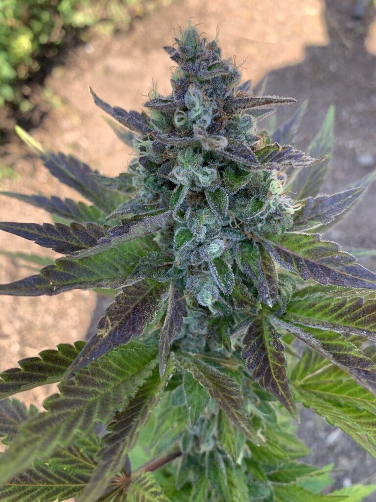 Grape Ape x Lime Pop) X Wilson F2 25ct Regs
