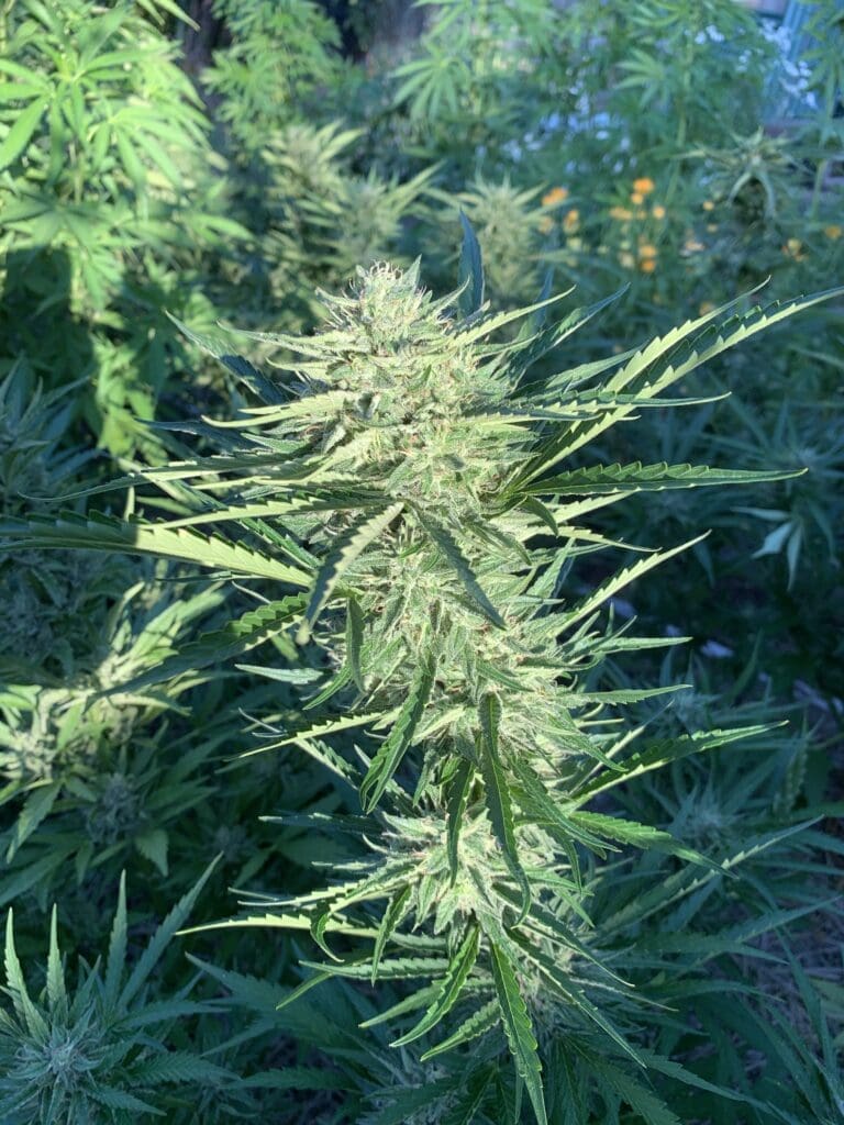 Grease Gun Seeds (Fem)
