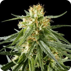 Hawaiian Snow (fem) Prohibition Genetics