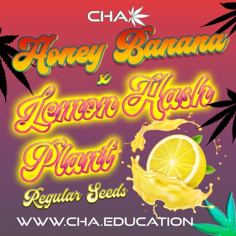 Honey Banana x Lemon Hashplant (LHP) 25 Ct Regs