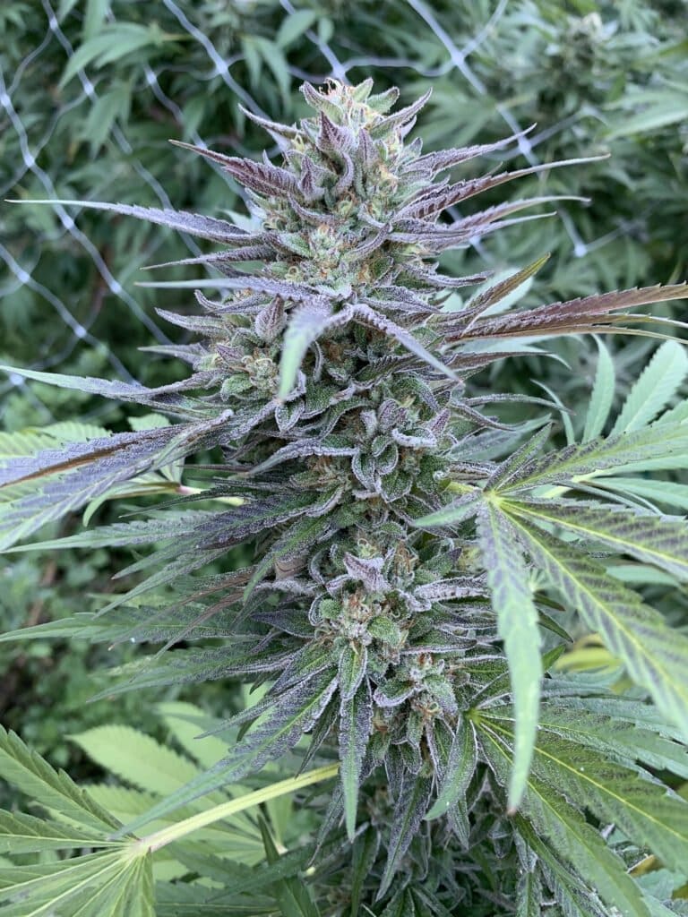 LA Kush x Slapz 25ct Regs - Image 4