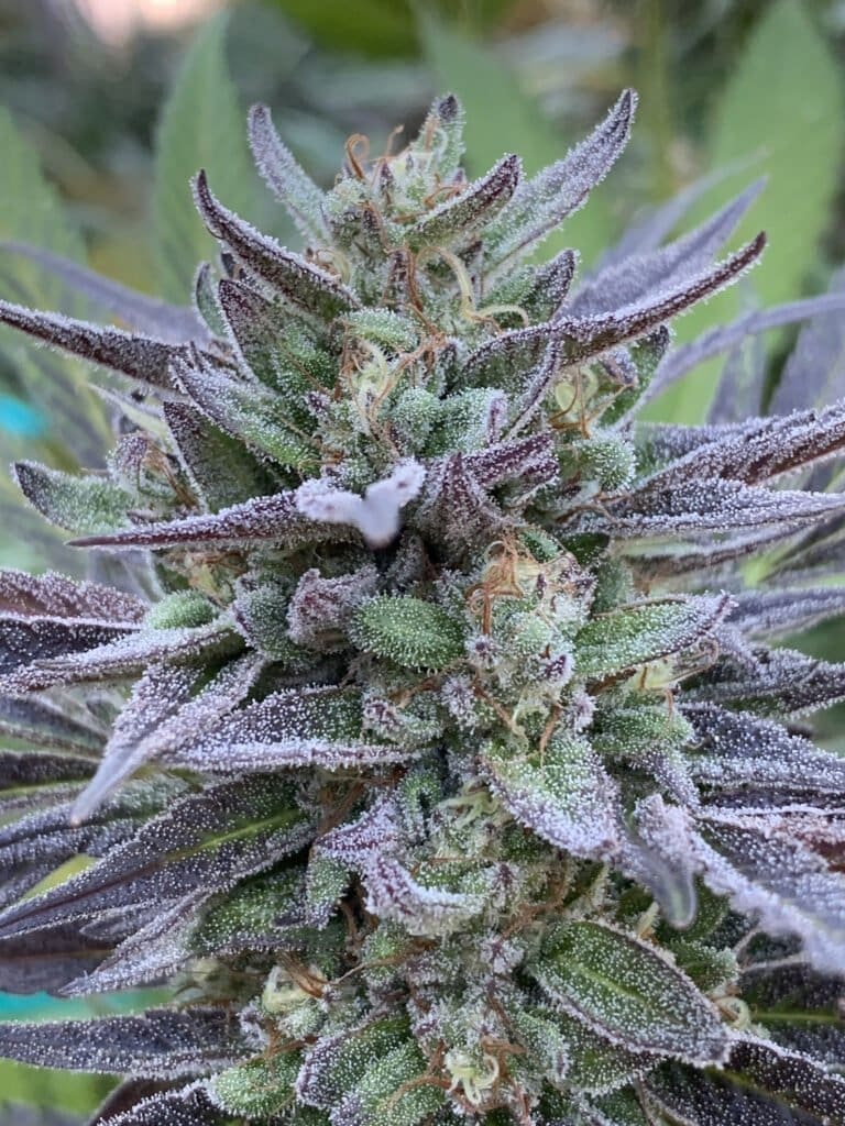 LA Kush x Slapz 25ct Regs - Image 3