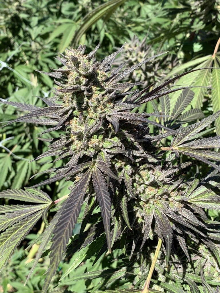 LA Kush x Slapz 25ct Regs - Image 2