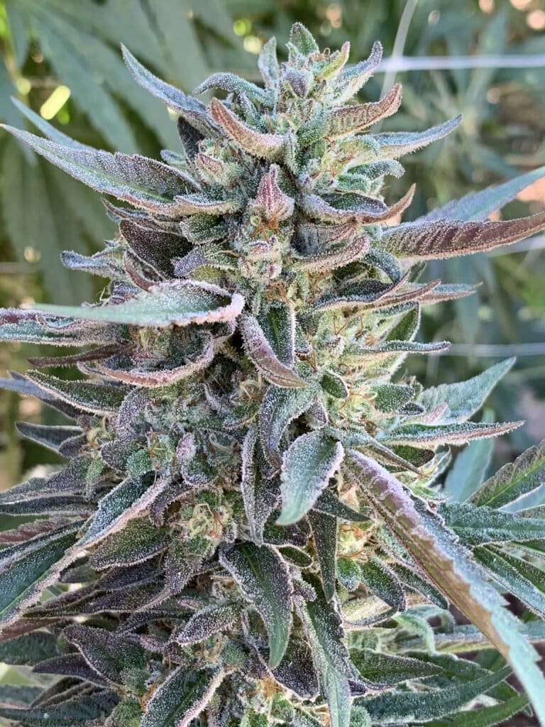 LA Kush x Slapz 25ct Regs