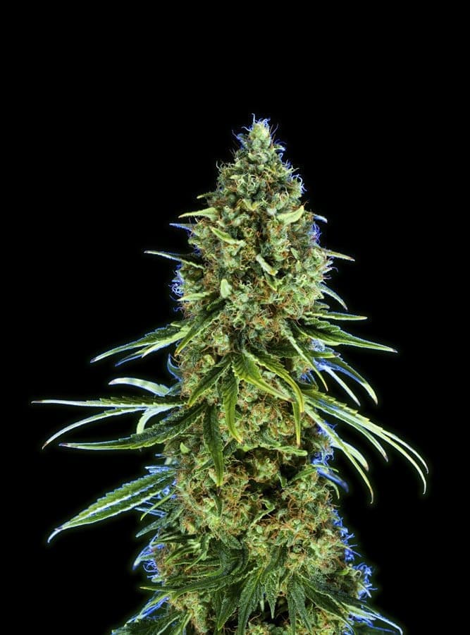 Platinium OG  (fem) Prohibition Genetics