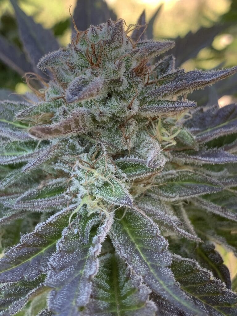 Lime 1 x Grape Soda Skunk) x (Grape Ape x Lime Pop 25ct Regs