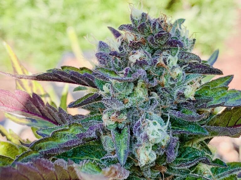Lime 1 X Grape Soda Skunk x Wilson F2 Seeds 25ct Regs