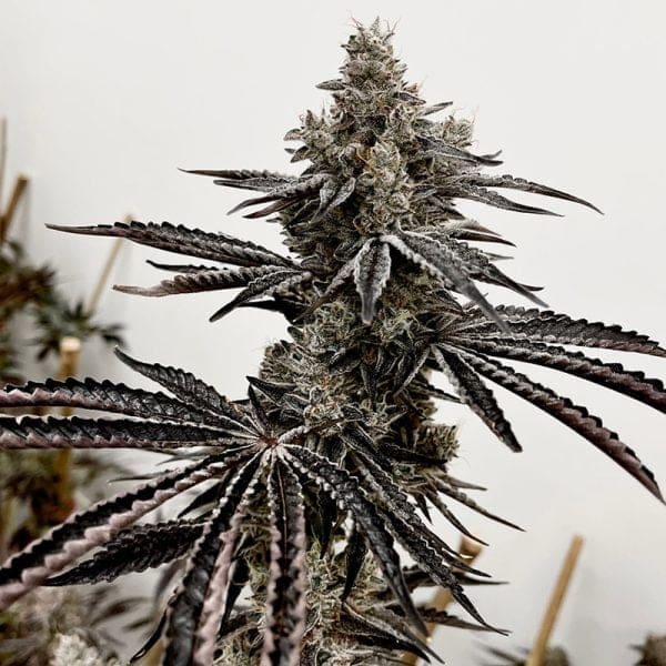 Lusty Lady 6ct Fems