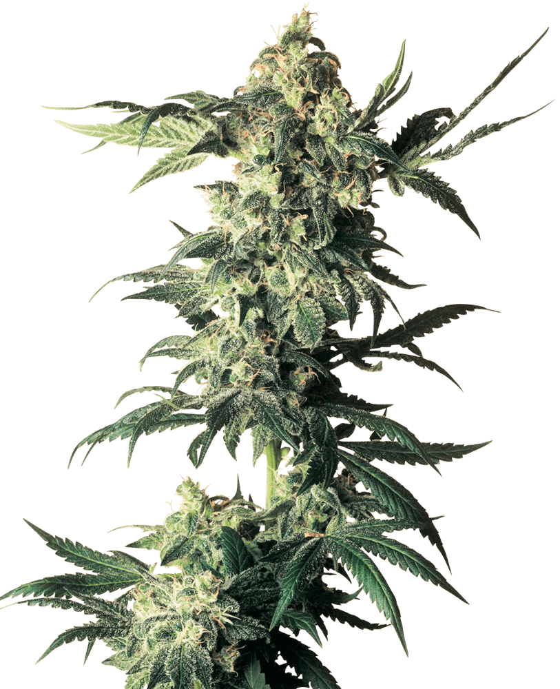 Northern Lights (fem) Prohibition Genetics