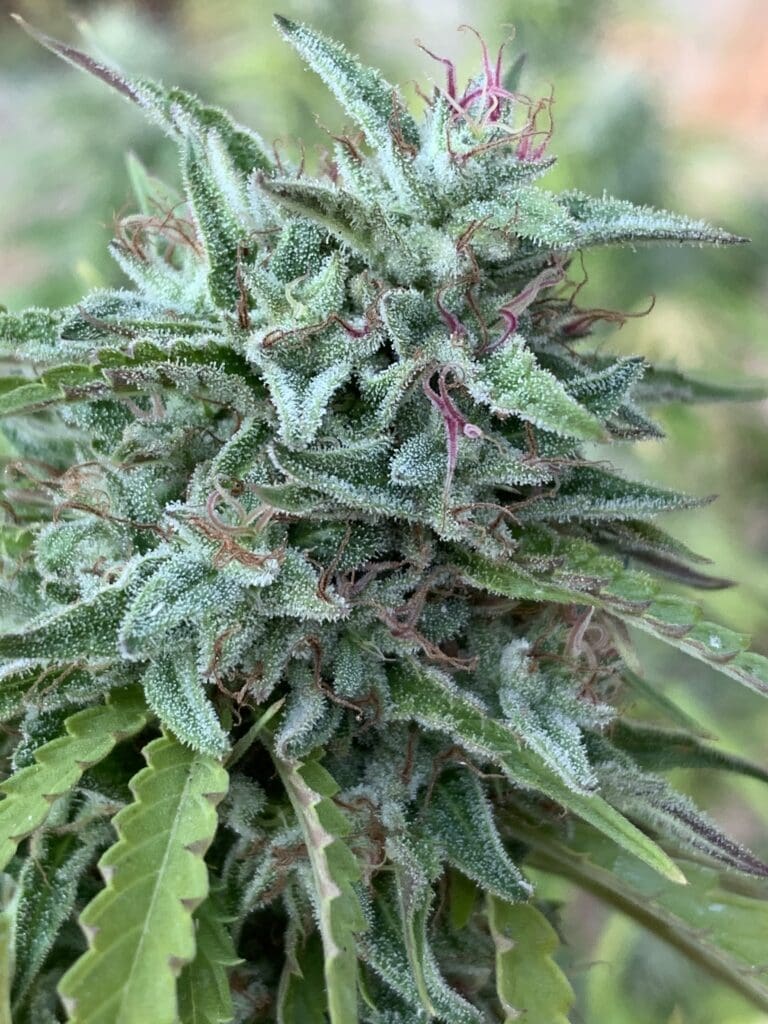 Poochies Papaya x Slapz x Tropaya 25ct Regs
