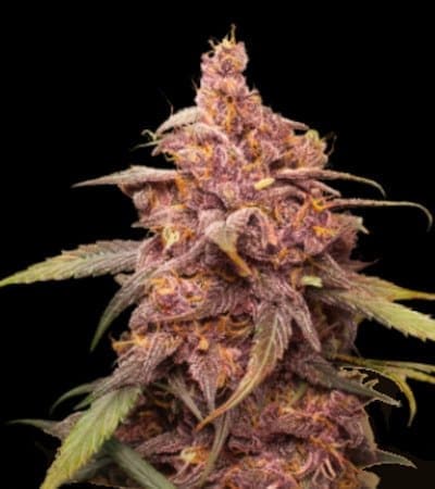 Purple Punch (fem) Prohibition Genetics