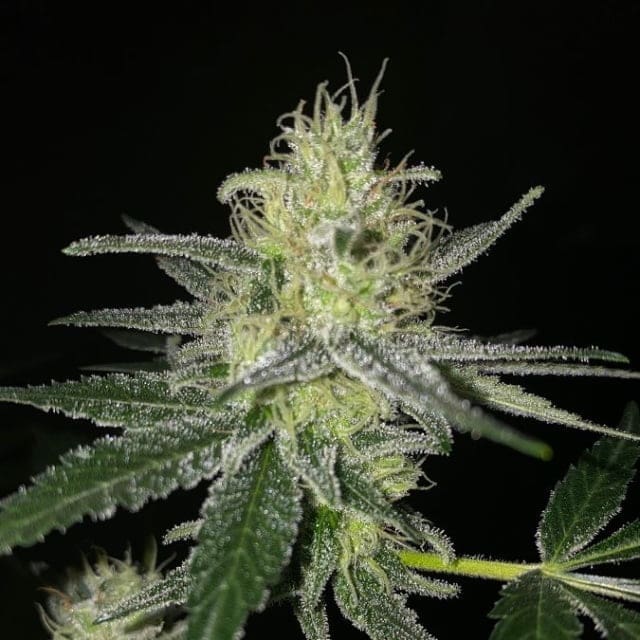 Jamaican (fem) Prohibition Genetics