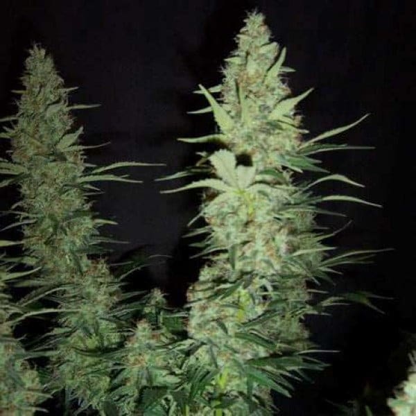 Maui Waui Fem