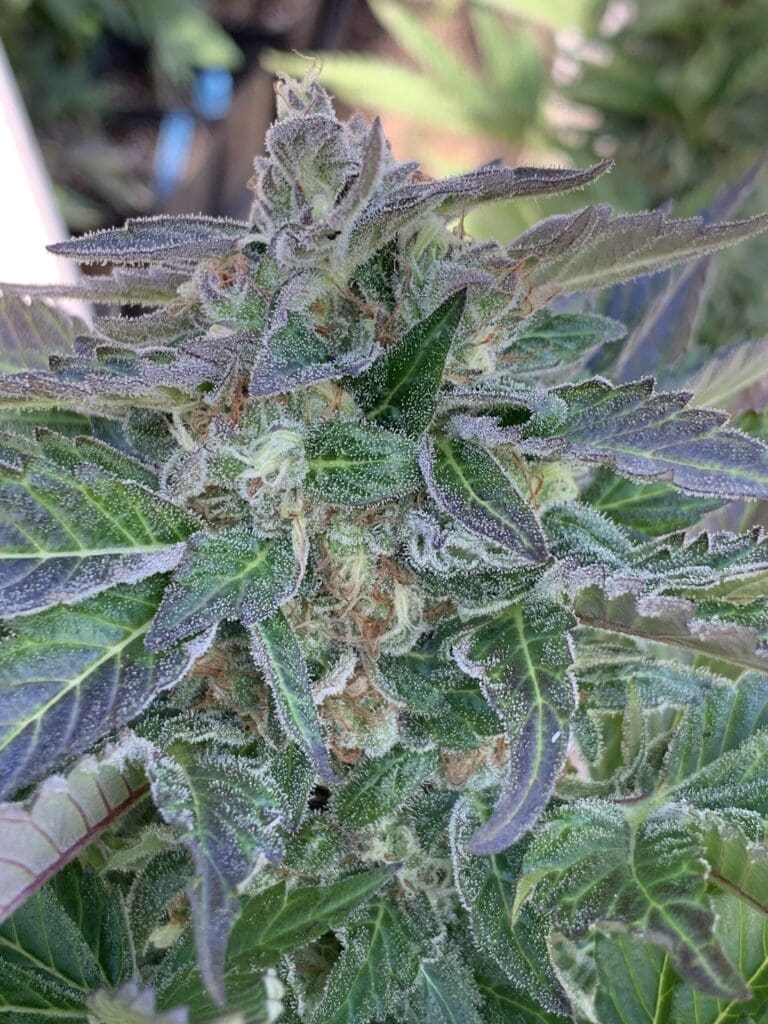 Skunk Tangerine x Lime x Zkittlez x Lime) x Tropaya F1 25ct Regs