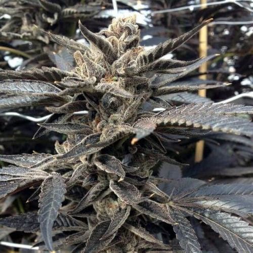 Star Killer (fem) Prohibition Genetics
