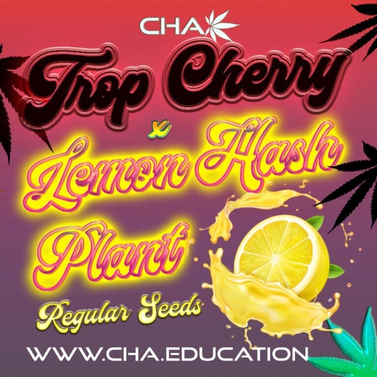Tropicana Cherry x Lemon Hashplant (LHP) (LE) 25 CT Regs