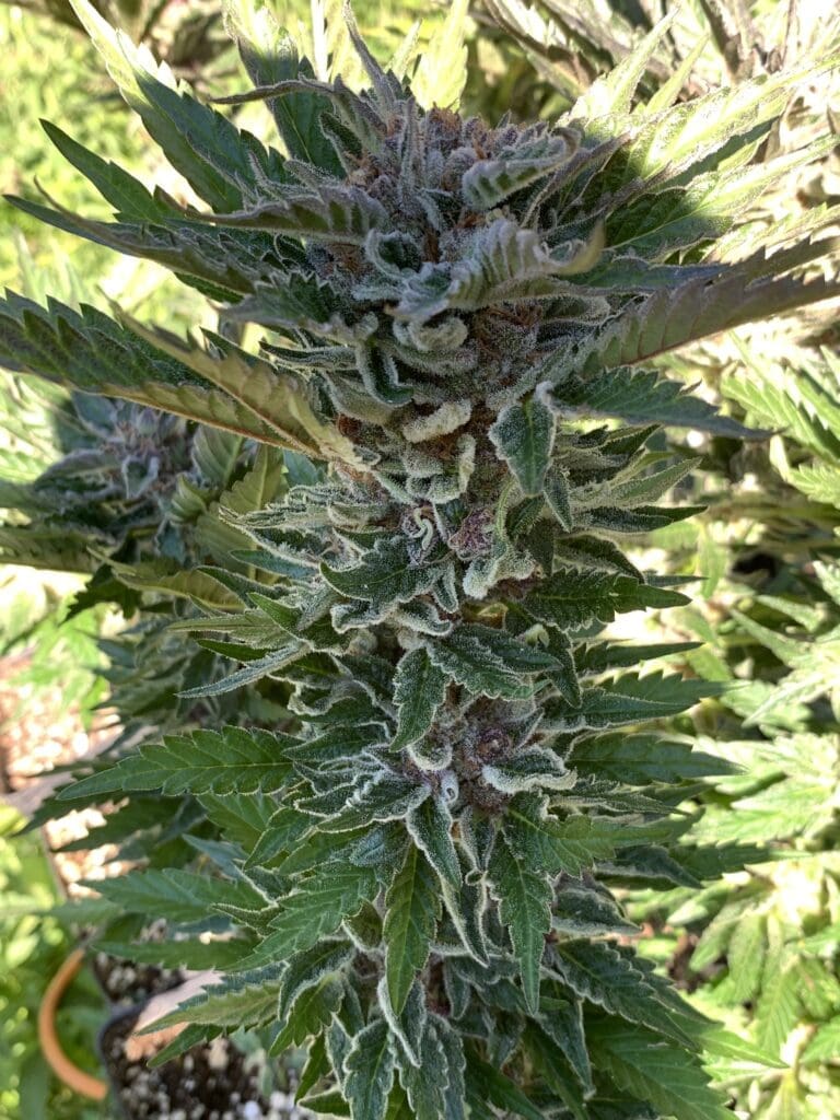 Tropaya F2 25ct Reg Seeds
