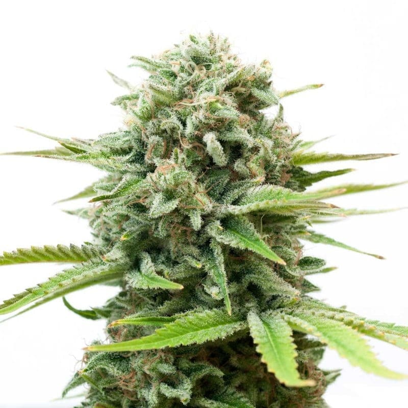White Widow Fem Prohibition Genetics