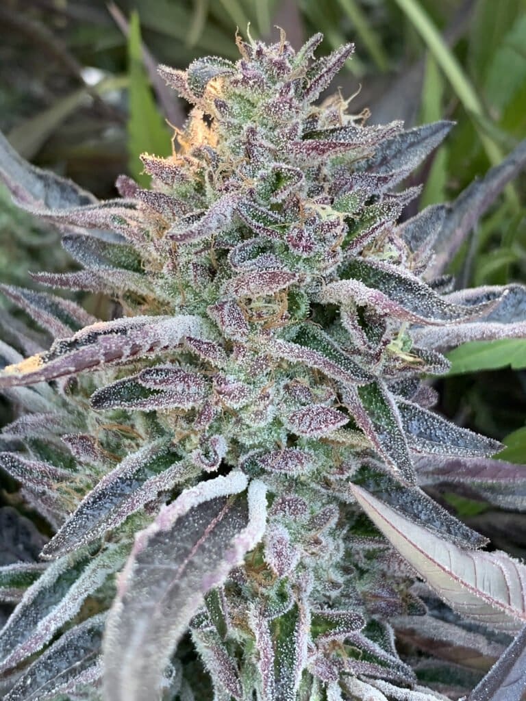 White Runtz X Slapz 25ct Regs - Image 4